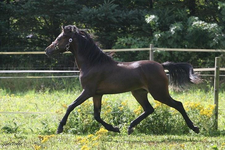 Welsh Pony (sec B) Barnhoeve's Beau (Bøv) billede 9