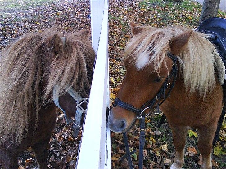 Shetlænder Chesney G. SOLGT - Ches hilser på Jack billede 16