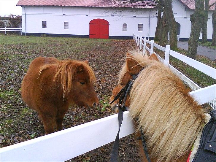Shetlænder Chesney G. SOLGT - Ches hilser på Freya billede 17