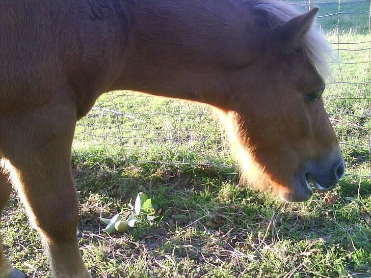 Shetlænder Chesney G. SOLGT billede 18