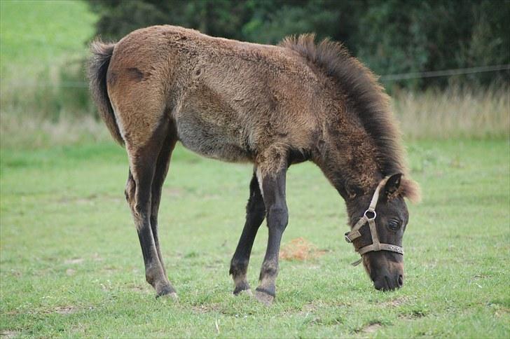 Anden særlig race Valbjerggaard´s Carisma - næsten 3 mdr gammel billede 12