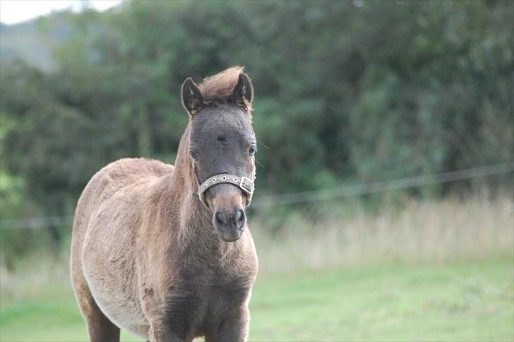 Anden særlig race Valbjerggaard´s Carisma - dejligt udtryk billede 13