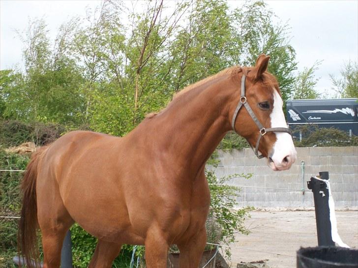 Dansk Varmblod Torka billede 1