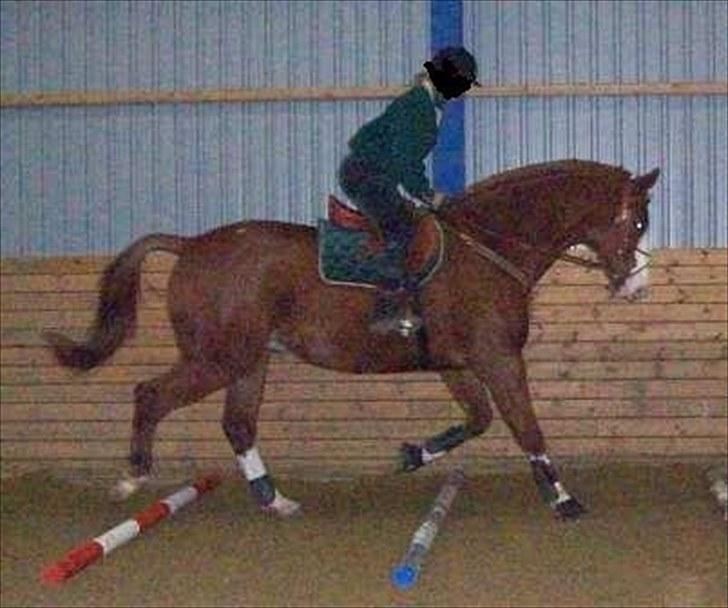 Dansk Varmblod Torka billede 2