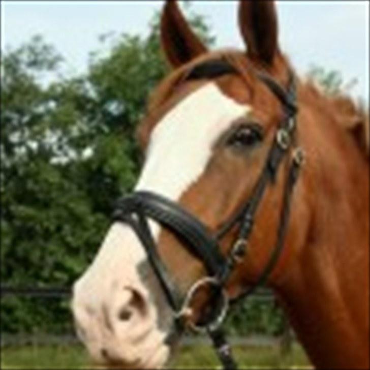 Dansk Varmblod Torka billede 4