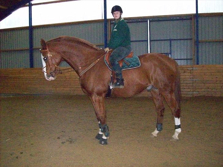 Dansk Varmblod Torka billede 5