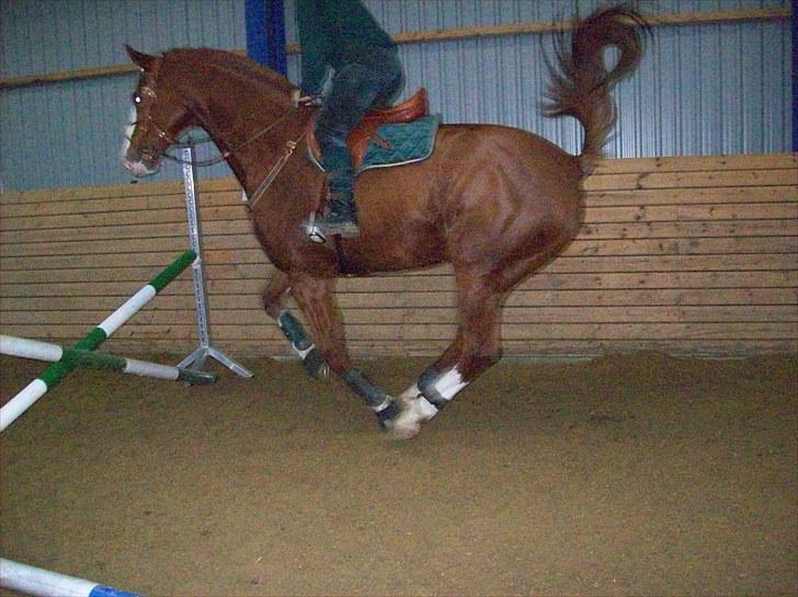 Dansk Varmblod Torka billede 6