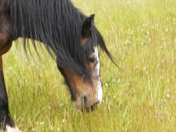 Irish Cob Scater - R.I.P. billede 3