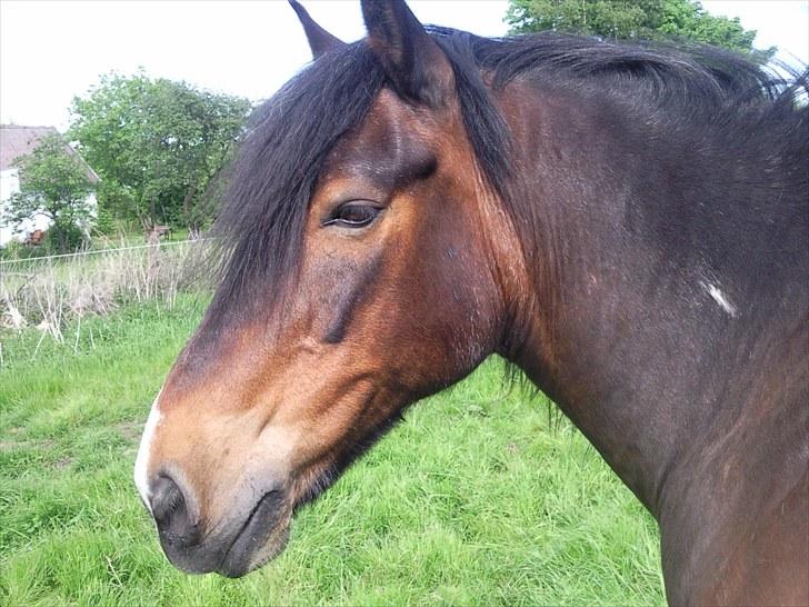 Irish Cob Scater - R.I.P. - Min smuksak billede 1