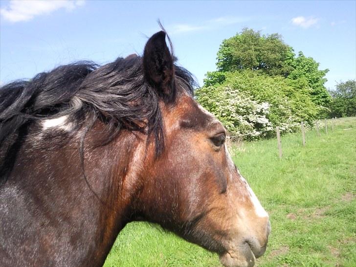 Irish Cob Scater - R.I.P. billede 4