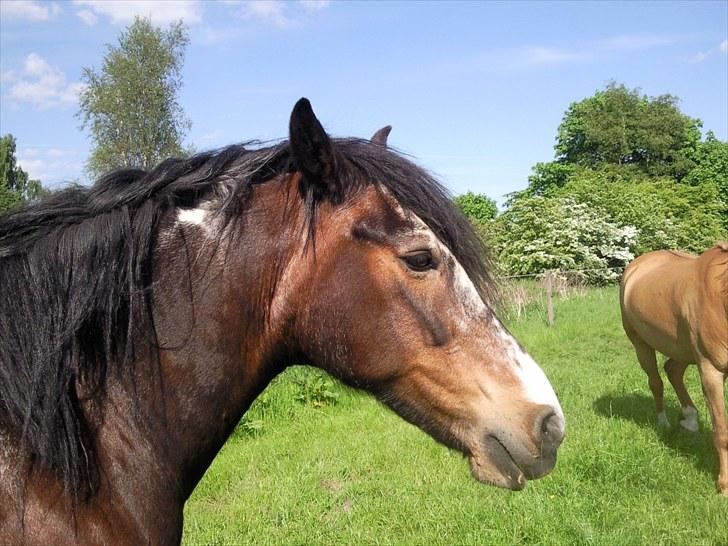 Irish Cob Scater - R.I.P. billede 5