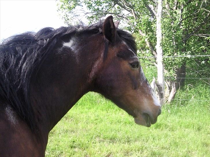 Irish Cob Scater - R.I.P. billede 7