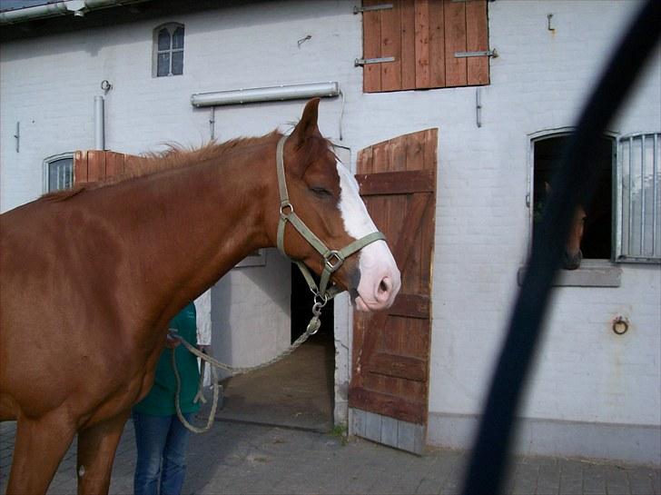 Dansk Varmblod Torka billede 7