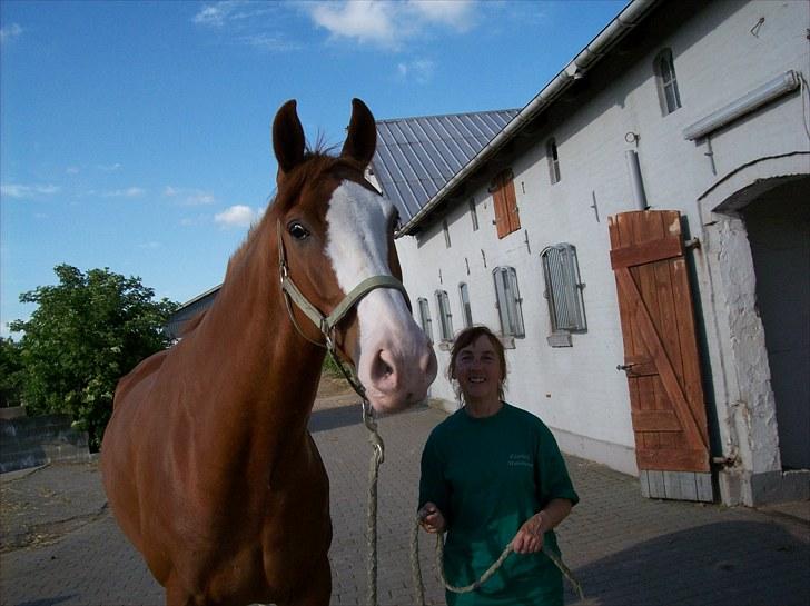 Dansk Varmblod Torka billede 8