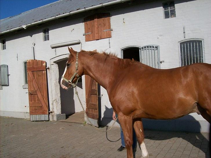 Dansk Varmblod Torka billede 9