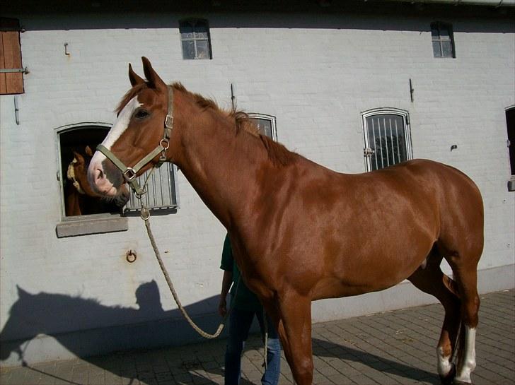 Dansk Varmblod Torka billede 10