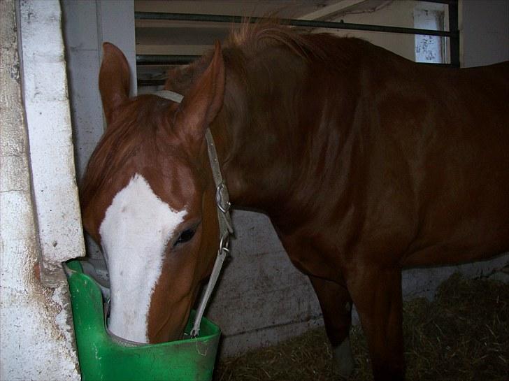 Dansk Varmblod Torka billede 11