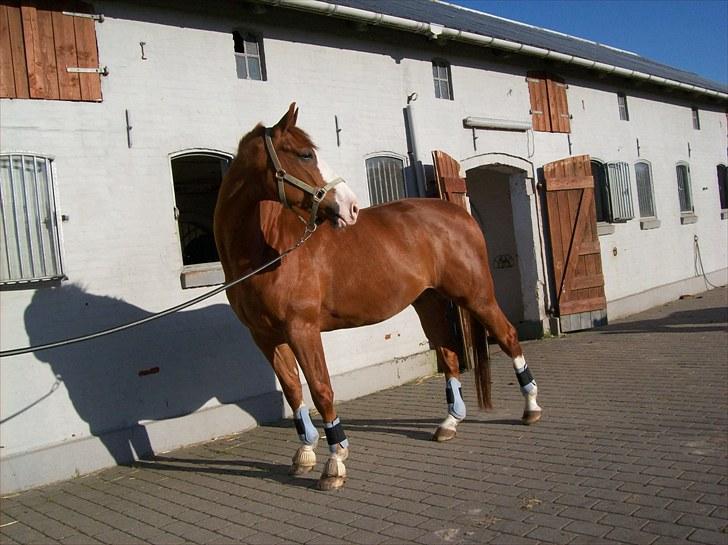 Dansk Varmblod Torka billede 12