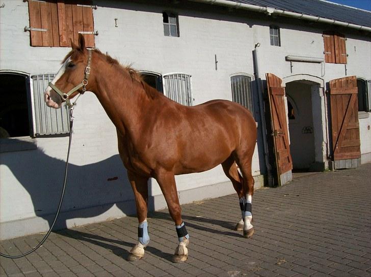 Dansk Varmblod Torka billede 13