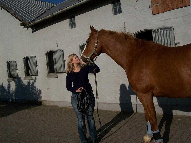 Dansk Varmblod Torka billede 14