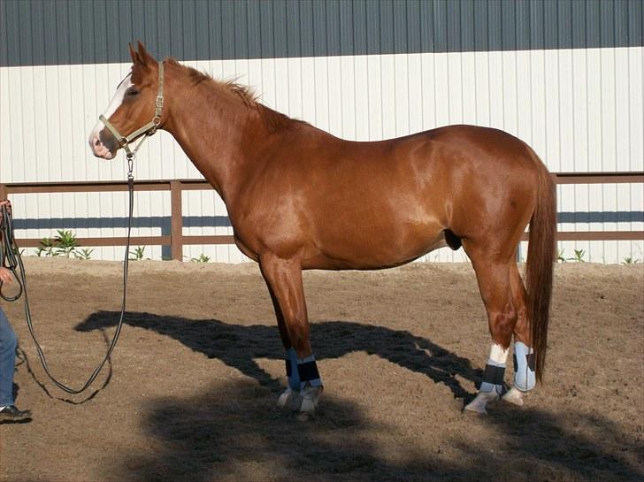 Dansk Varmblod Torka billede 15