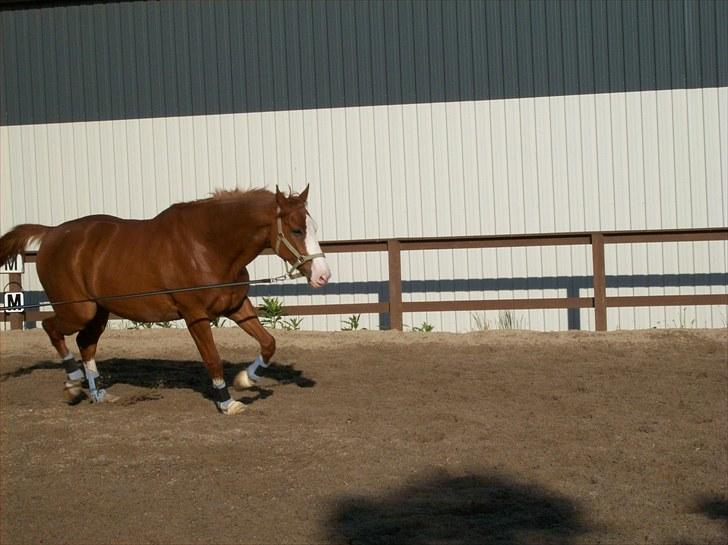 Dansk Varmblod Torka - uhh... Dyb sandbane...  billede 16