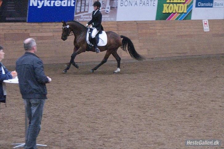 DSP Bjirmens Maryse (RSDH) (solgt) billede 4