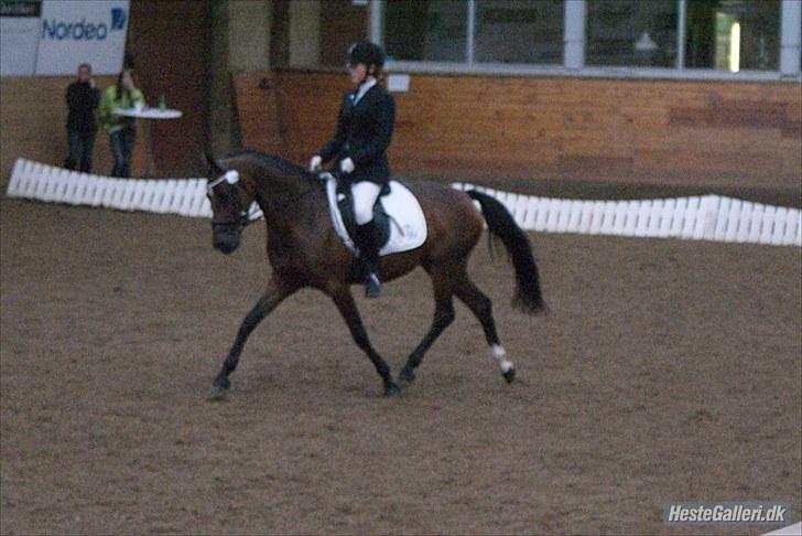 DSP Bjirmens Maryse (RSDH) (solgt) billede 7