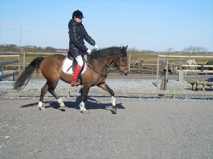 Anden særlig race Caballos Cucos Chica - efter stævne,(jeg blev dyppet til klubstævnet i THR da jeg ikke fik vand i HHH da jeg blev B-rytter -.-´ billede 1