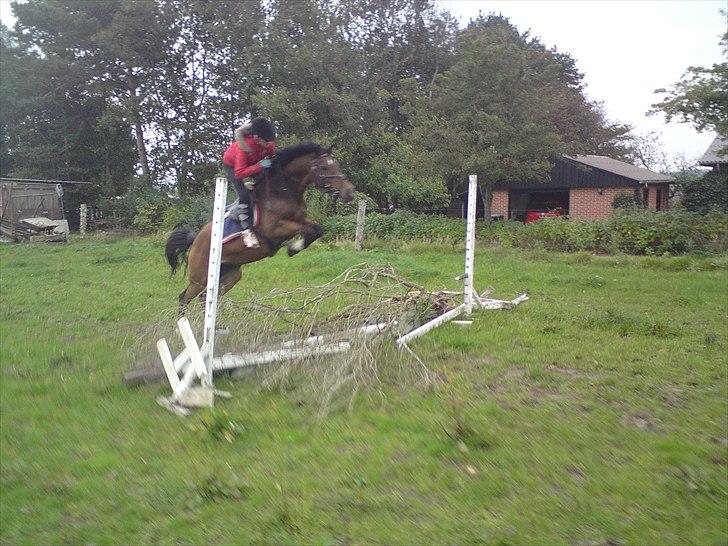 Anden særlig race Caballos Cucos Chica - sejereje billede 2