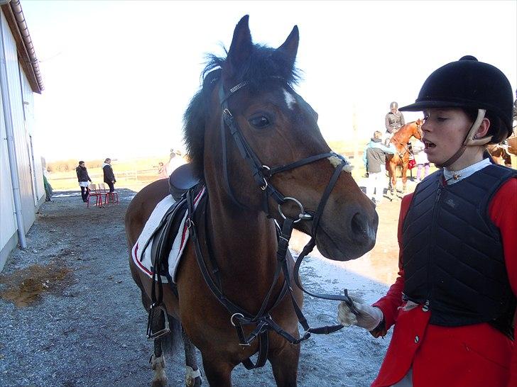 Anden særlig race Caballos Cucos Chica - da vi hentede hende (Y) billede 3