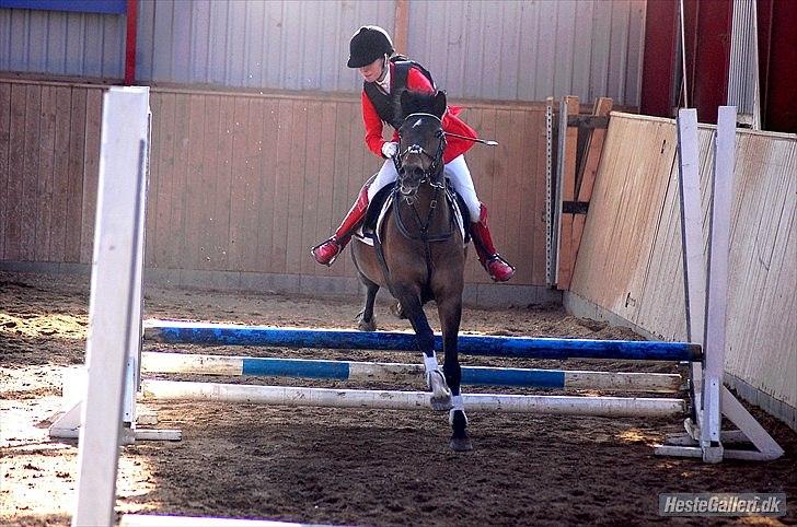 Anden særlig race Caballos Cucos Chica - klamme rytter! LC 1plads billede 4