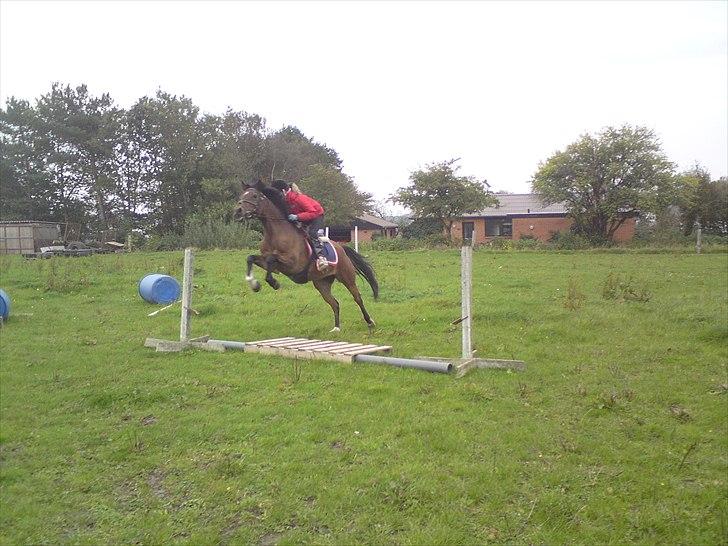 Anden særlig race Caballos Cucos Chica - hooooop (Y) billede 5