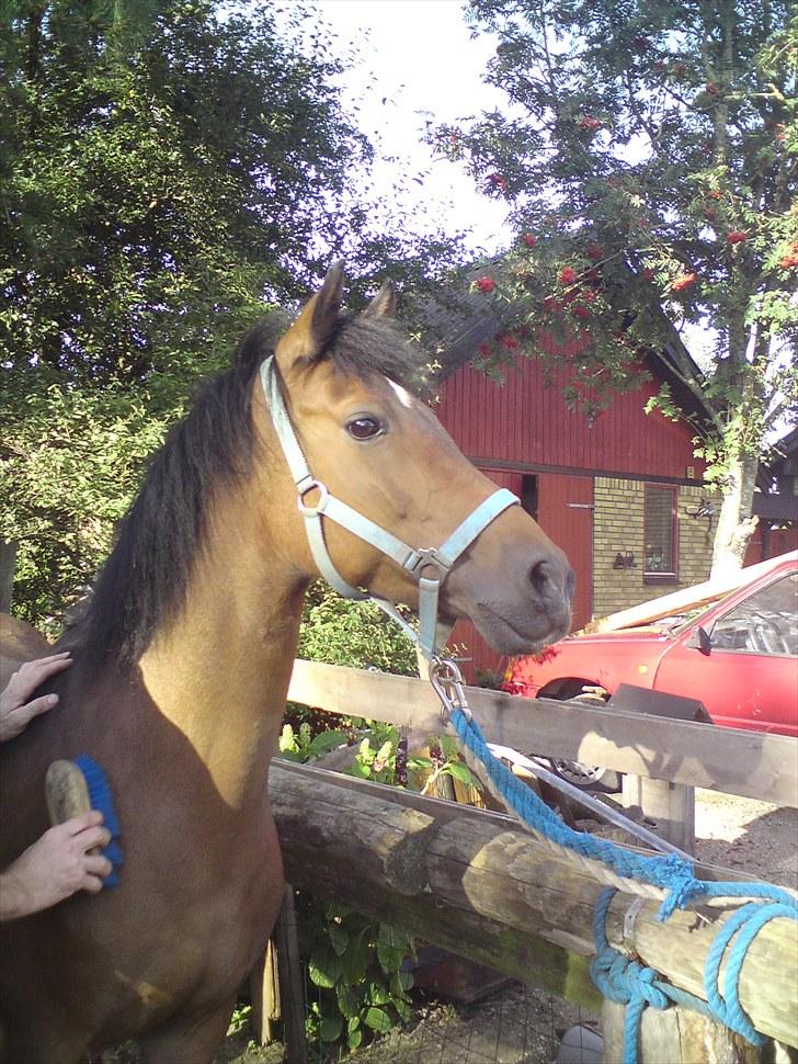 Anden særlig race Caballos Cucos Chica - hvor smuk har man lov til at være? billede 6