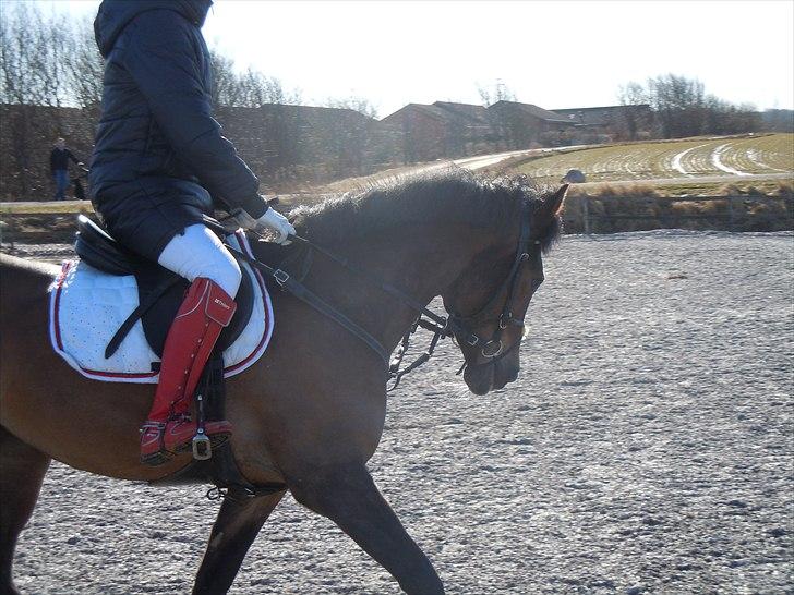 Anden særlig race Caballos Cucos Chica billede 7