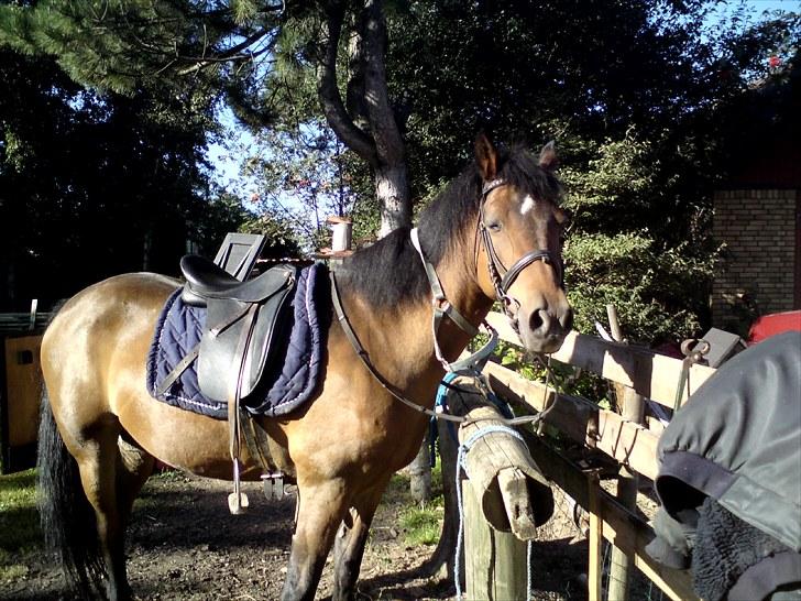 Anden særlig race Caballos Cucos Chica billede 9