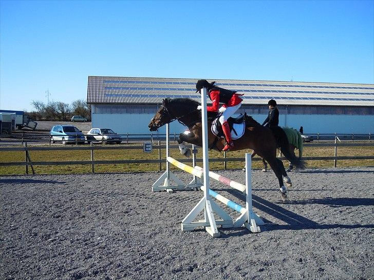 Anden særlig race Caballos Cucos Chica billede 10