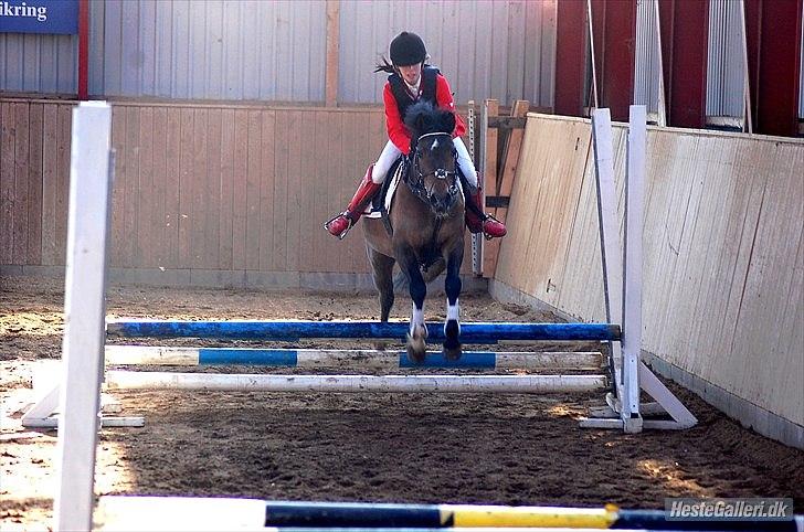Anden særlig race Caballos Cucos Chica - LC 1plads billede 11