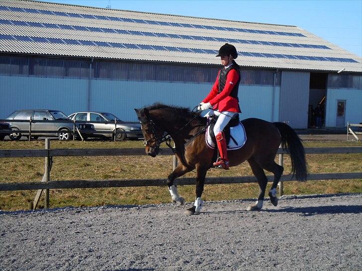 Anden særlig race Caballos Cucos Chica billede 13