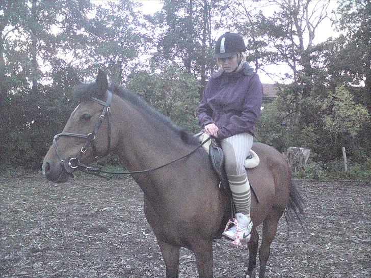 Anden særlig race Caballos Cucos Chica billede 14