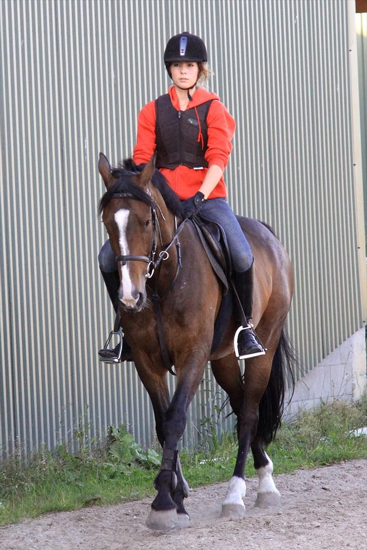 Anden særlig race Vennard -  [Fotograf: Christine Wagner] billede 2