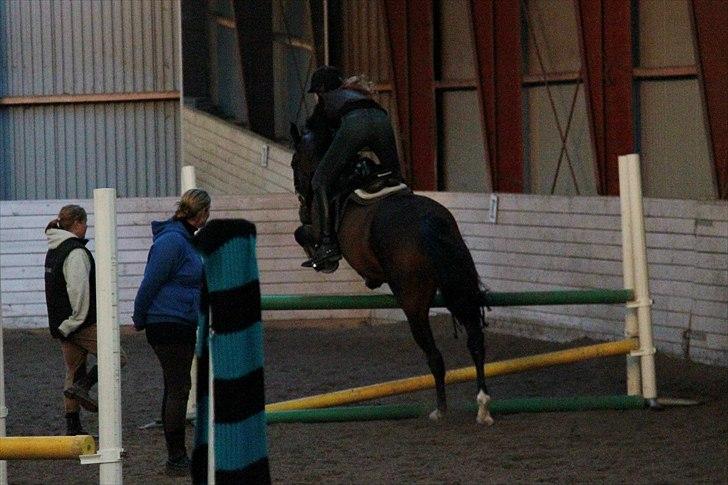 Anden særlig race Vennard - Springtræning d. 28. september 2010 [Fotograf: Ea Buchholtz] billede 3
