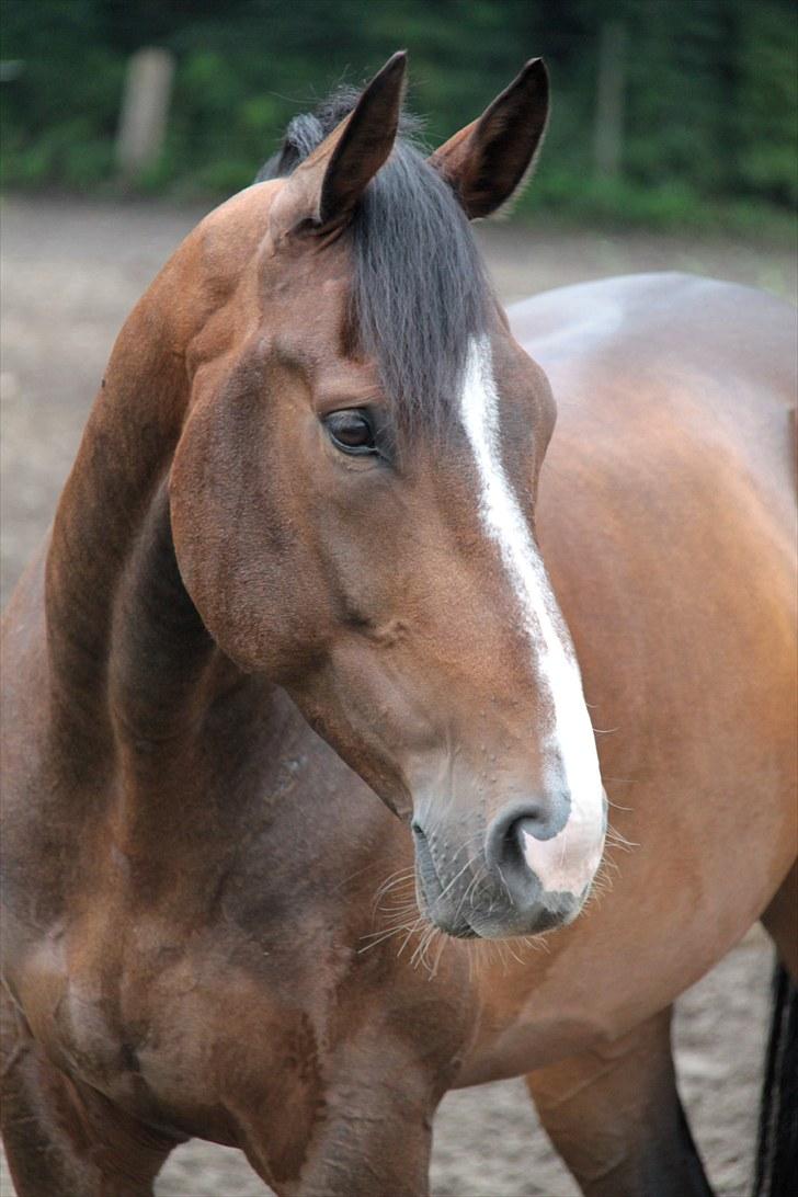Anden særlig race Vennard billede 4
