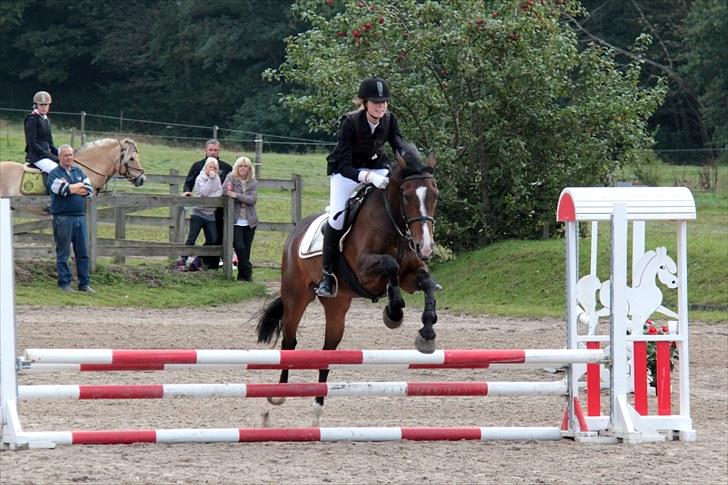 Anden særlig race Vennard -  [Fotograf: Cecile Buus Bromose] billede 6
