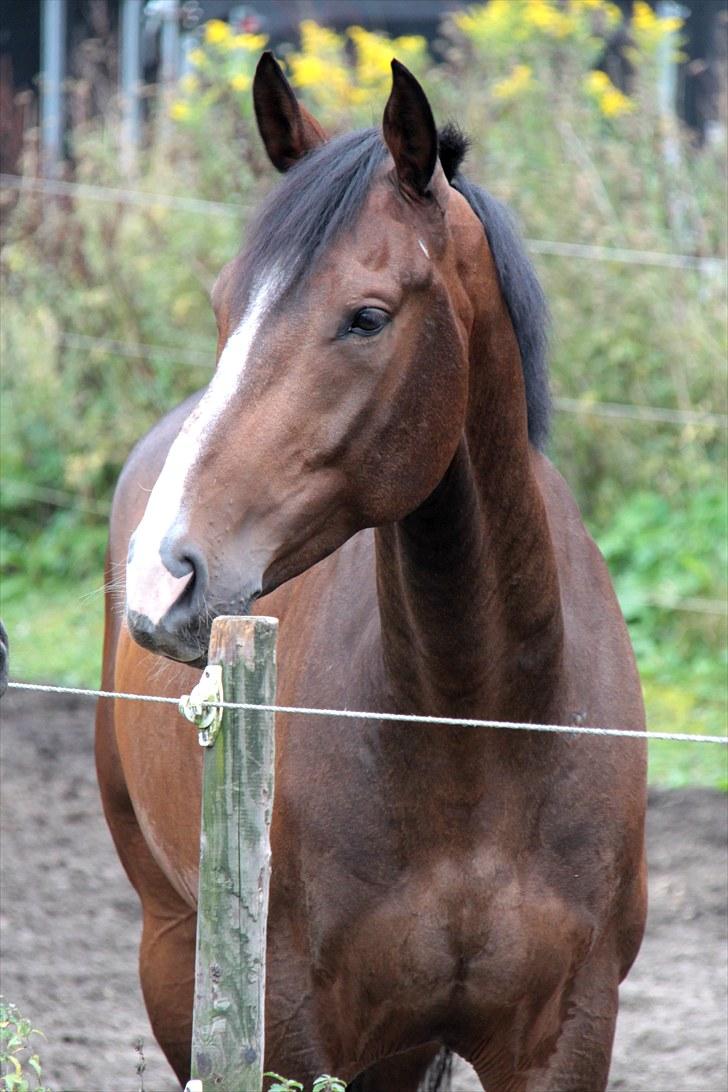 Anden særlig race Vennard billede 13