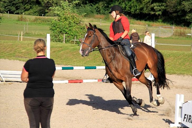 Anden særlig race Vennard -  [Fotograf: Christine Wagner] billede 7