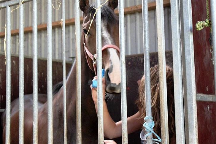 Anden særlig race Vennard -  [Fotograf: Christine Wagner] billede 8