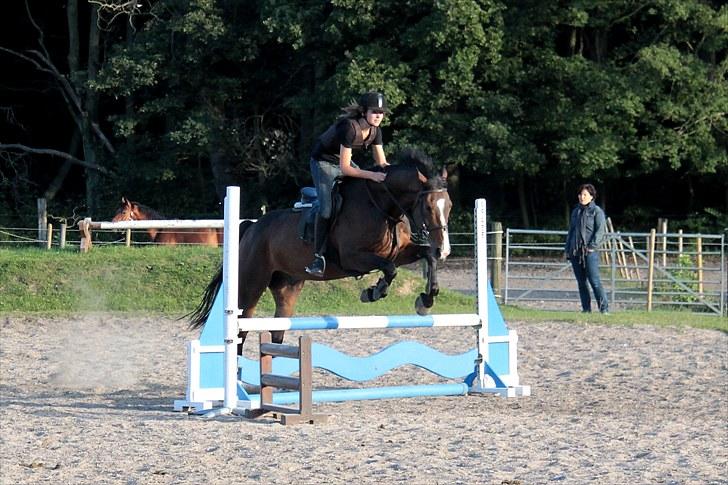 Anden særlig race Vennard -  [Fotograf: Cecile Buus Bromose] billede 9