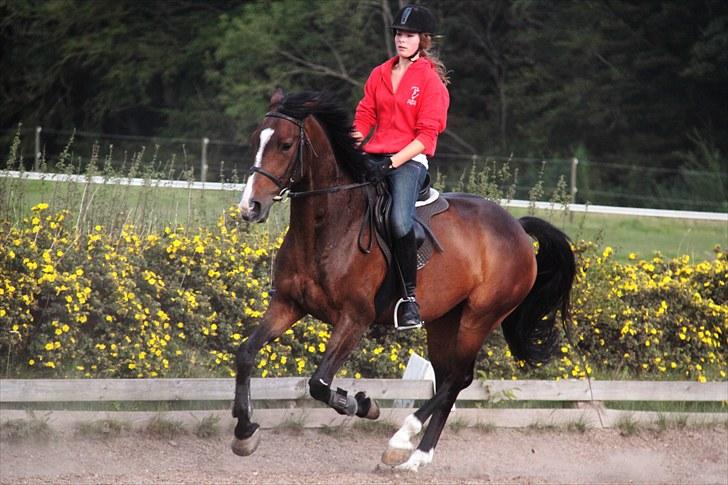 Anden særlig race Vennard -  [Fotograf: Josephine Nielsen] billede 10