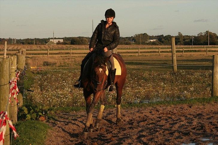 Belgisk varmblod Extasy C billede 7